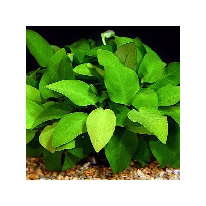 Anubias Barteri, taille XL, mère 14,50 €