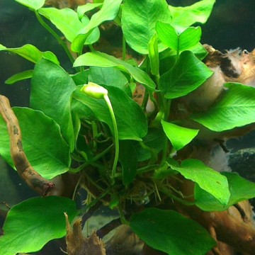 Anubias Barteri 6,50 €