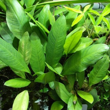 Anubias Congensis