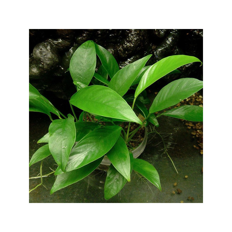 Anubias Lanceolata 6,50 €