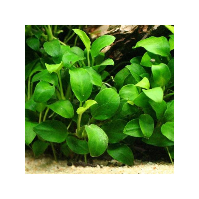 Anubias Nana