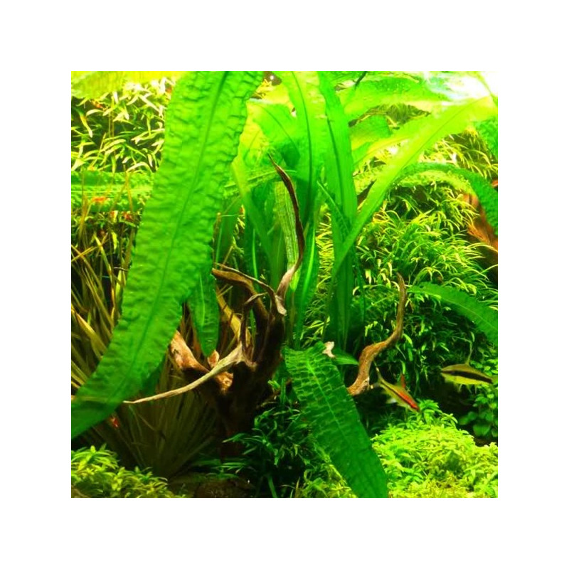 Aponogeton Crispus 6,50 €