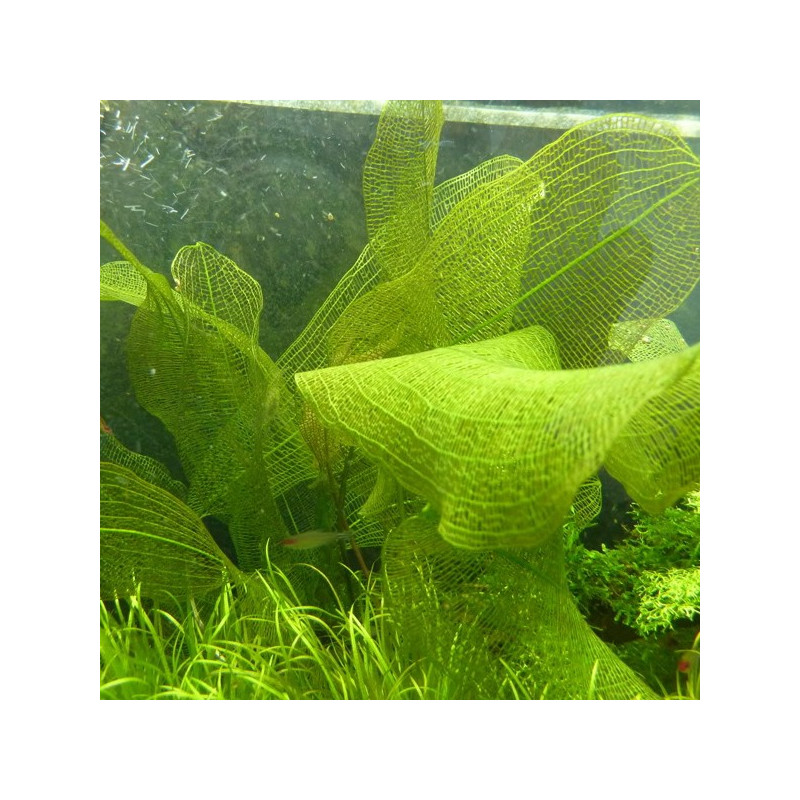 Aponogeton Henkelianus 6,50 €