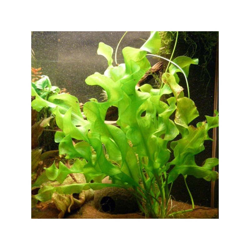 Aponogeton Ulvaceus 6,50 €