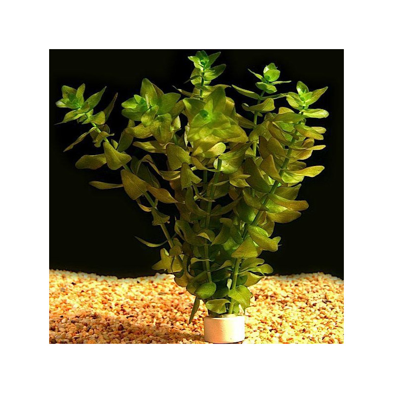 bacopa caroliniana 3,75 €