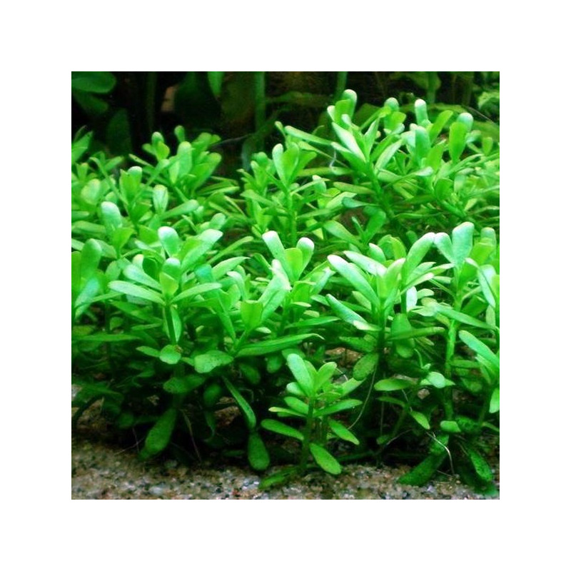 Bacopa Monnieri 3,75 €