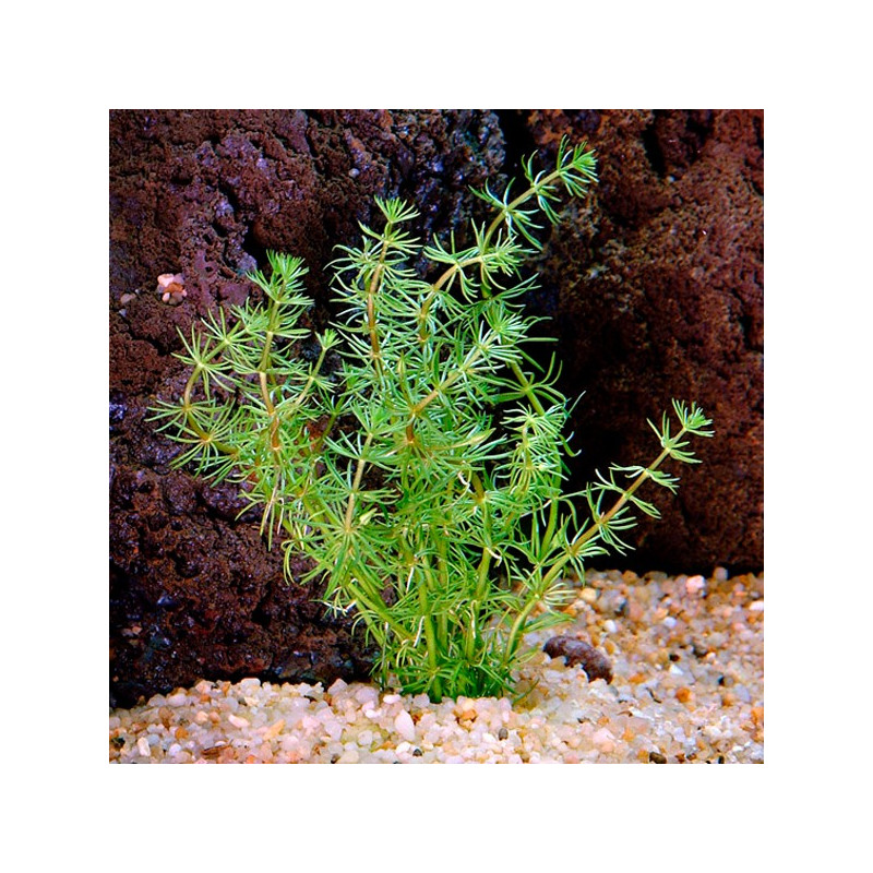 Bacopa Myriophylloides