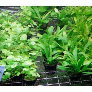 5 plantes + 1 offerte pour avant plan (suivant dispo) 18,95 €