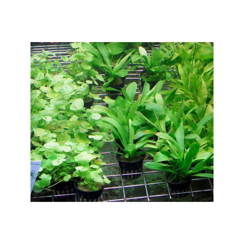 5 plantes + 1 offerte pour avant plan (suivant dispo) 18,95 €