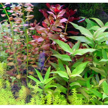 5 plantes + 1 offerte pour moyen plan (suivant dispo) 18,95 €