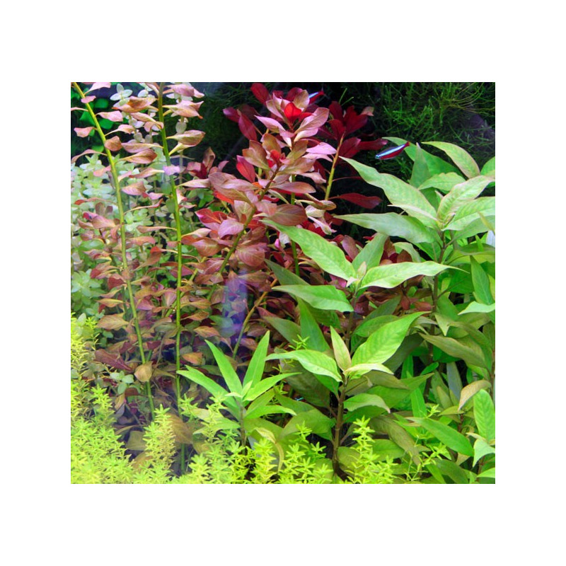 Lot de 5 plantes assorties + 1 offerte pour moyen plan (suivant dispo)