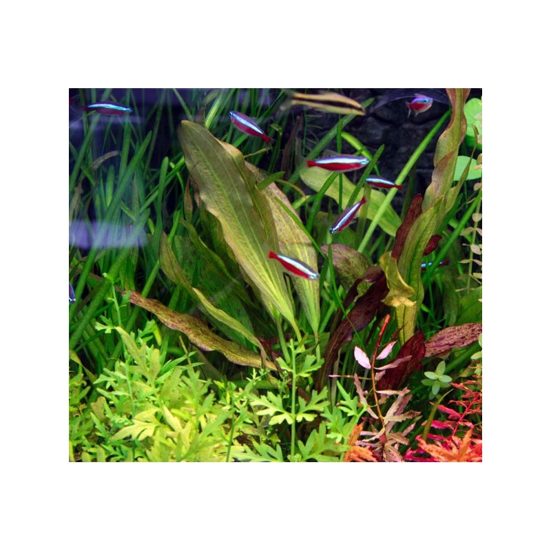 5 plantes + 1 offerte de différentes tailles (suivant dispo) 18,95 €