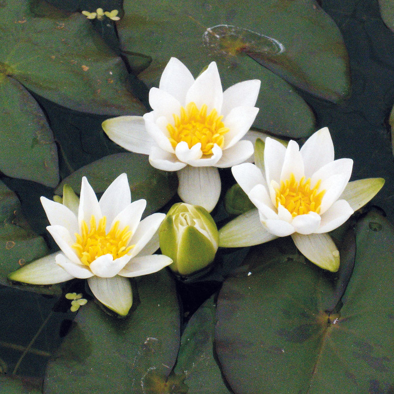 Nymphaea pygmaea alba