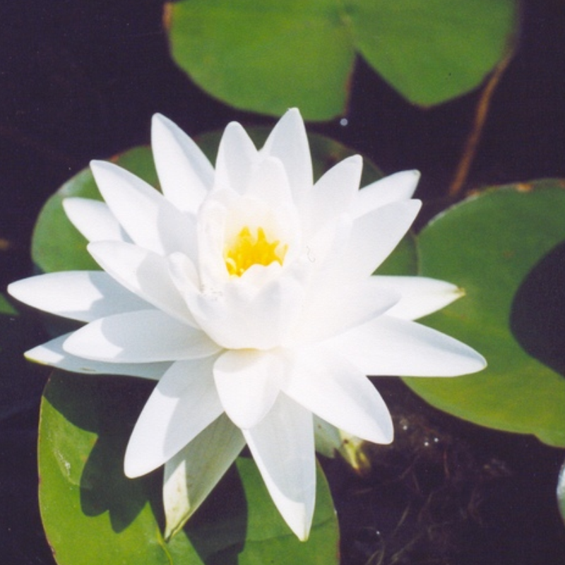 Nymphaea gonnère