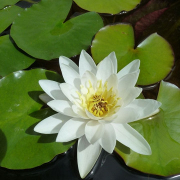 Nymphaea marliacea Albida