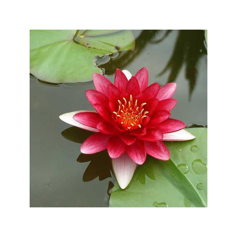 Nymphaea attraction 16,95 €