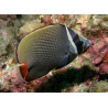 Chaetodon collare 7-10 cm  54,50 €