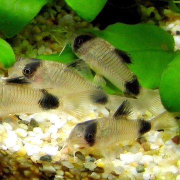 Corydoras Panda 3-4cm le lot de 3