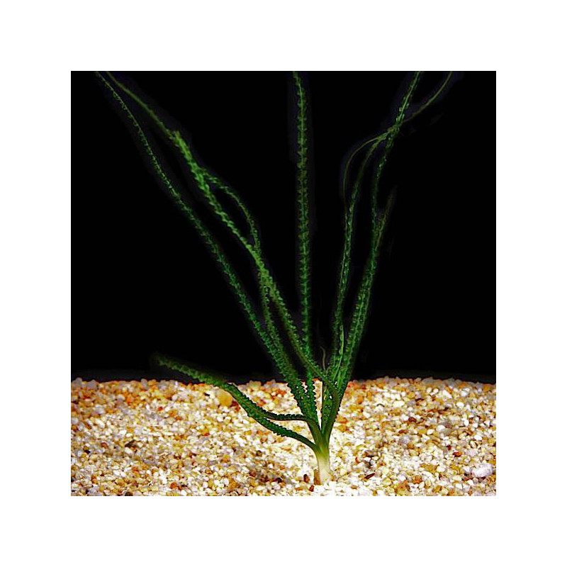 Crinum Calamistratum 14,50 €