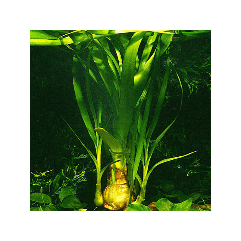 Crinum Thaianum 8,50 €