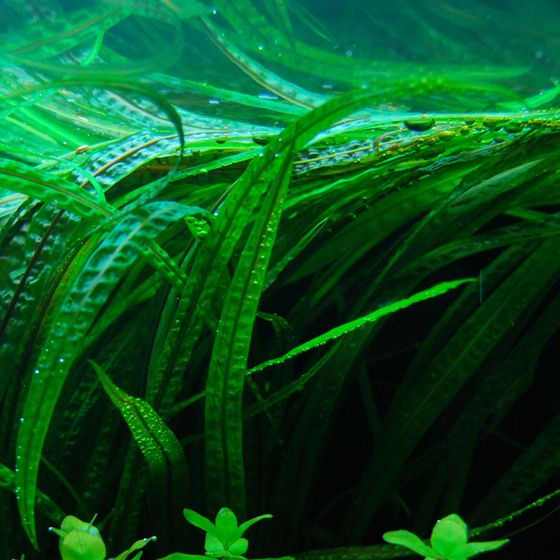 Cryptocoryne Balansae