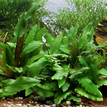 Cryptocoryne Wendtii 