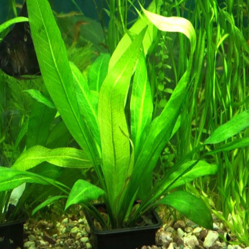 Echinodorus Bleheri 4,50 €