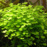 Hydrocotyle tripartita 3,75 €