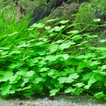 Hydrocotyle Leucocephala