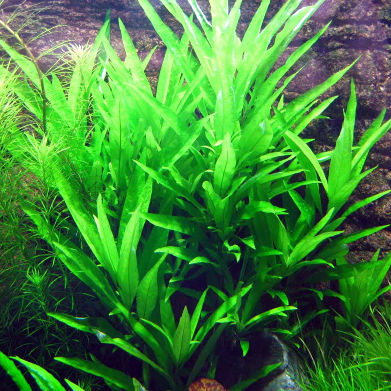 Hygrophila Angustifolia