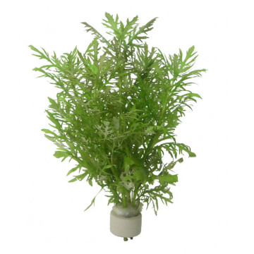 Hygrophila difformis 3,75 €