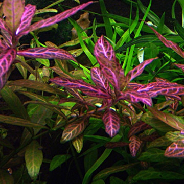 Hygrophila rosanervig 3,75 €