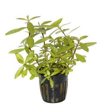 Hygrophila rosanervig 3,75 €