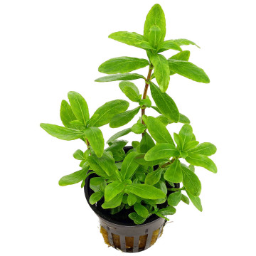 hygrophila polysperma 3,75 €