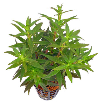 Limnophila aromatica 3,75 €