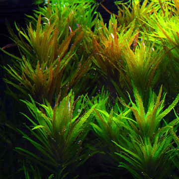 Limnophila aromatica 3,75 €