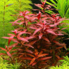 Ludwigia Perennis 3,75 €