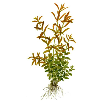 Rotala Rotundifolia 3,75 €