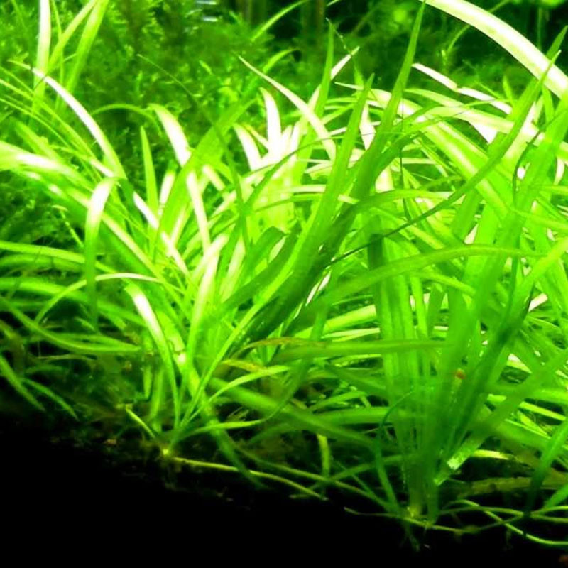 Sagittaria subulata