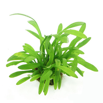 Sagittaria subulata 3,75 €