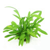 Sagittaria subulata 3,75 €