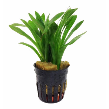 Sagittaria subulata 3,75 €