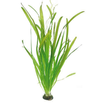 vallisneria gigantea