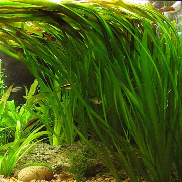 vallisneria gigantea