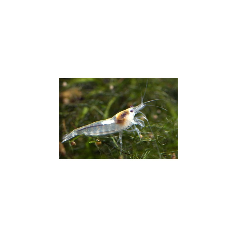 Neocaridina zhangjiajiensis - Crevette Snow Ball *  3,50 €