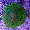 Cycloseris mauve à polypes verts 5 cm 89,50 €