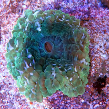 Cynarina lacrymalis vert métalique  Australie