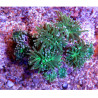 Euphyllia glabrescens vert à pointes blanches  167,50 €