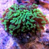 Euphyllia parancora vert fluo 4-6 polypes