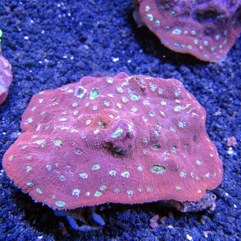 Echinopora rouge polypes verts 5-8 cm